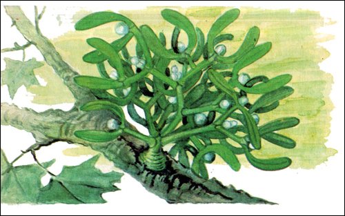 Корни присоски омела белая