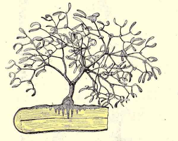 Присасывающие корни корни-присоски