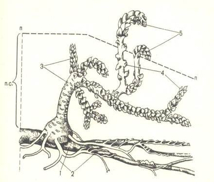 Заразиха растение паразит