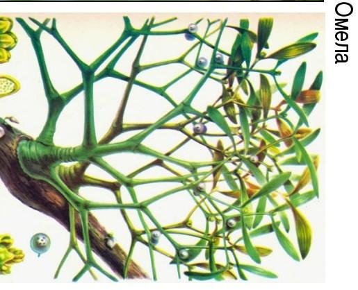 Гаустория повилика