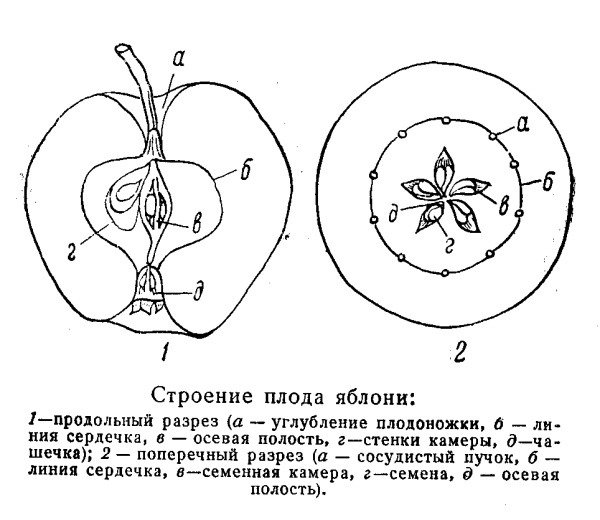 Поперечный разрез плода яблони