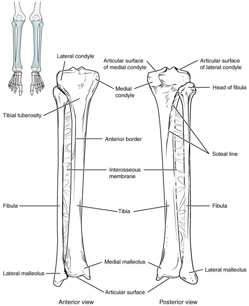 Большеберцовая и малоберцовая кость