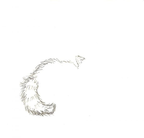 Лисий хвост