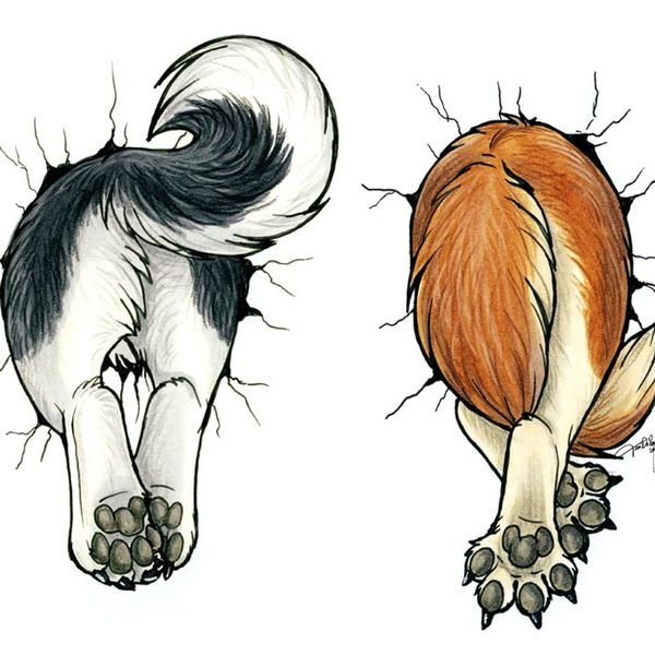 Хвосты животных референс