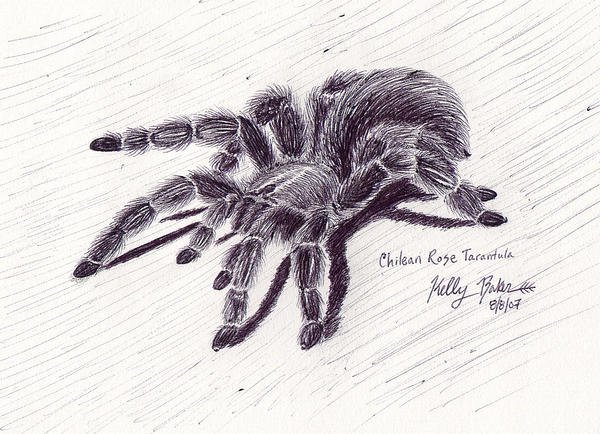 Тарантул карандашом