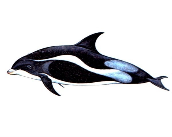 Афалина, Касатка, полосатый Дельфин