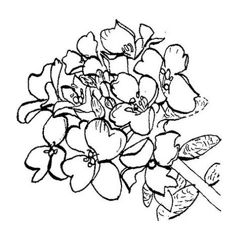 Флокс широколистный Геркулес