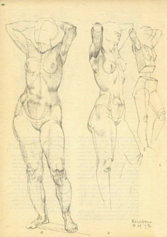 Торс Экорше построение