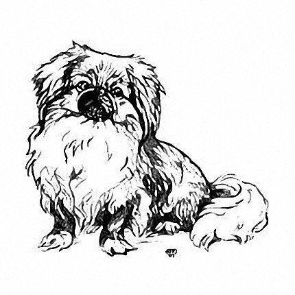 Пекинес акварель