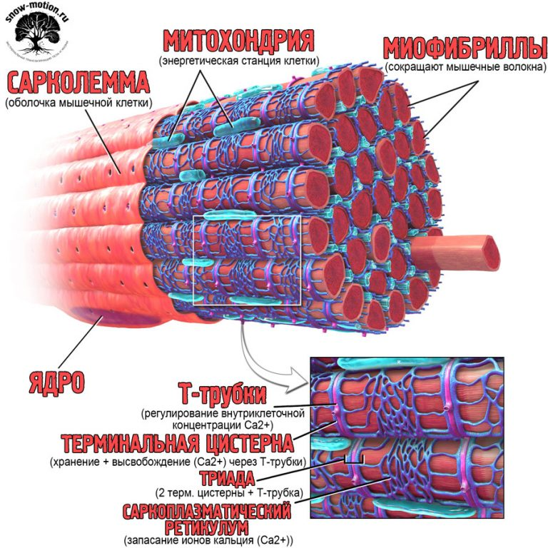 Мышечное волокно это. Мышечная клетка строение сарколемма. Строение мышечного волокна и мышечной ткани. Мышечная ткань сарколемма. Строение мышечной клетки человека.