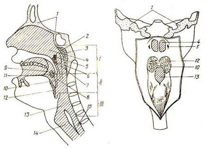 Глоток простой. Топография хрящи гортани. Строение глотки вид сбоку. Полость глотки анатомия строение. Задняя стенка ротоглотки анатомия.