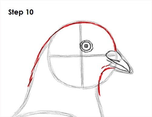 Рисуем голову голубя