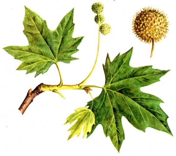 Ботаническая иллюстрация Платан восточного