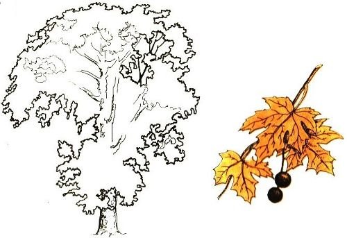 Чинара рисунок карандашом