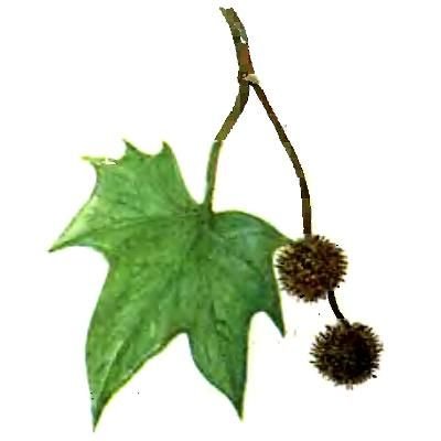 Чинара рисунок