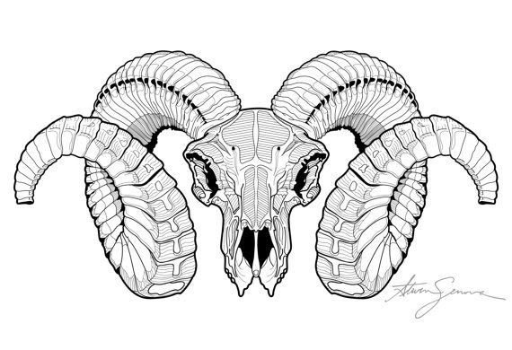 Череп варана