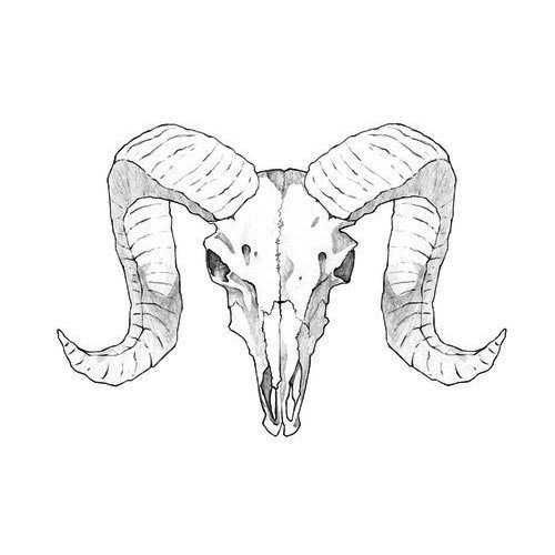 Череп барана рисунок сбоку