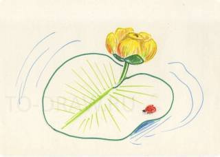 Кувшинка желтая кубышка