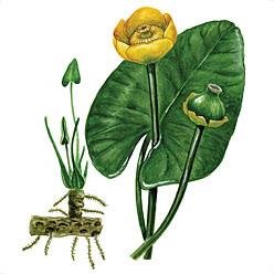 Кувшинка желтая кубышка