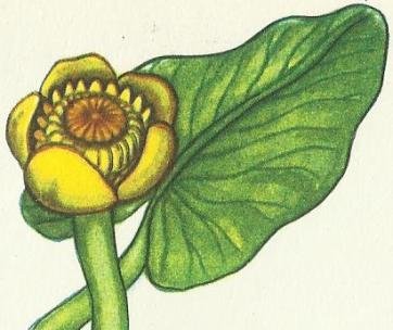 Травник что написать там