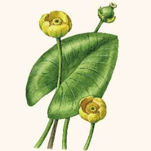 Кубышка желтая формула цветка