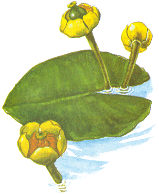 Кубышка желтая раскраска