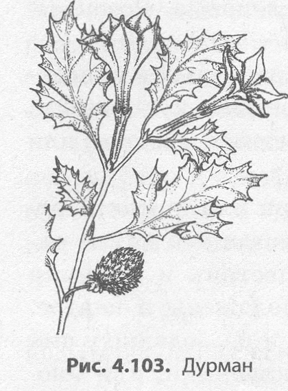 Дурман обыкновенный класс