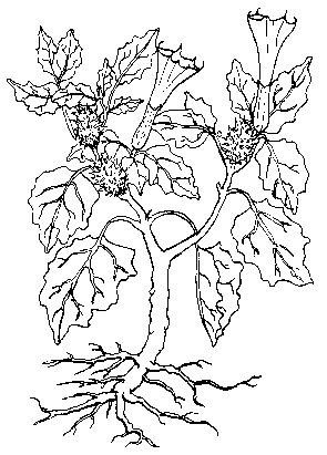 Датура Ботаническая иллюстрация