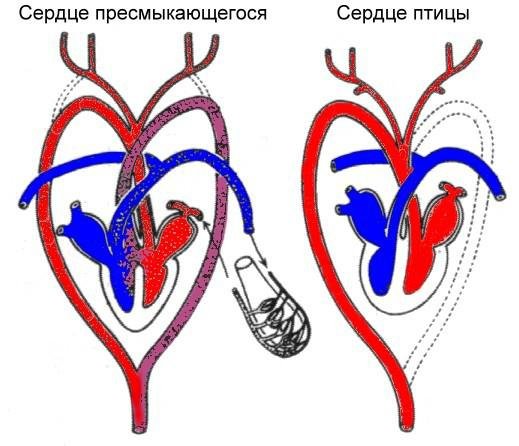 Камеры сердца у рептилий