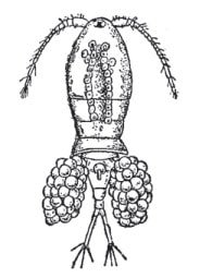 Внутреннее строение циклопа