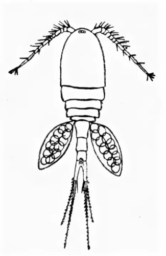 Внешнее строение циклопа