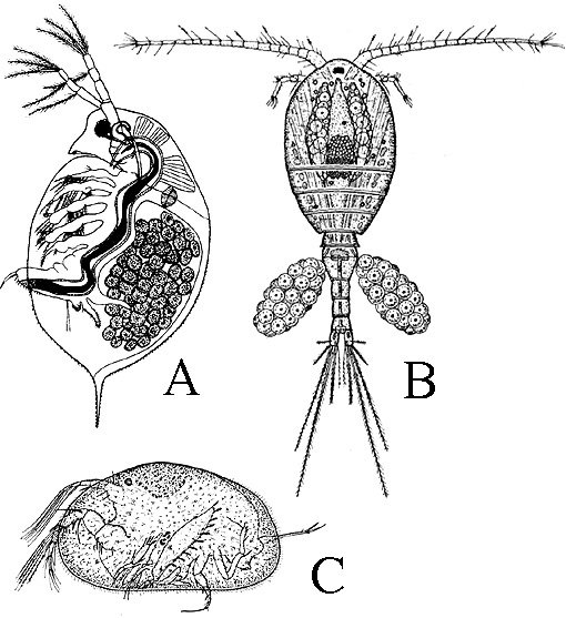 Строение циклопа