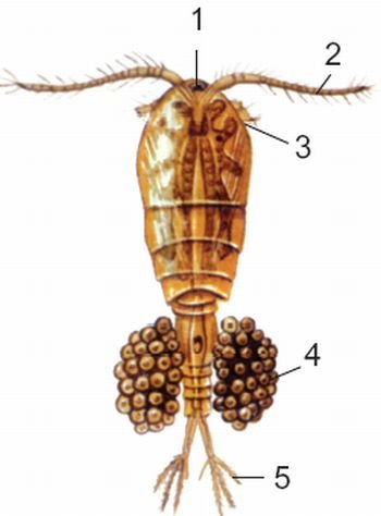 Циклоп и дафния под микроскопом