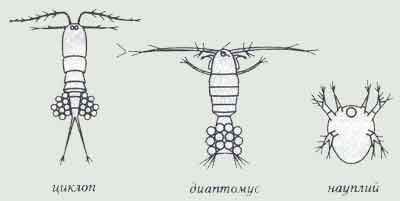 Циклоп ракообразные строение