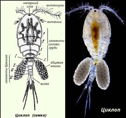 Строение циклопа