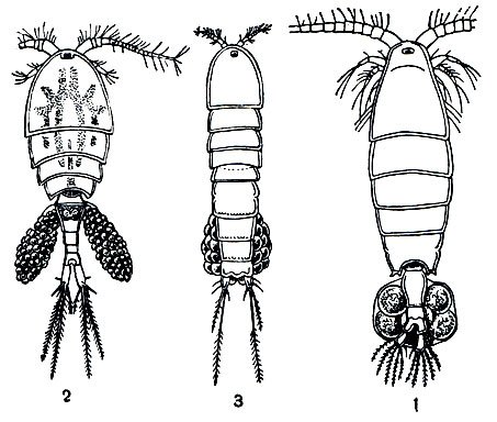Рисунок циклоп биология (46 фото)