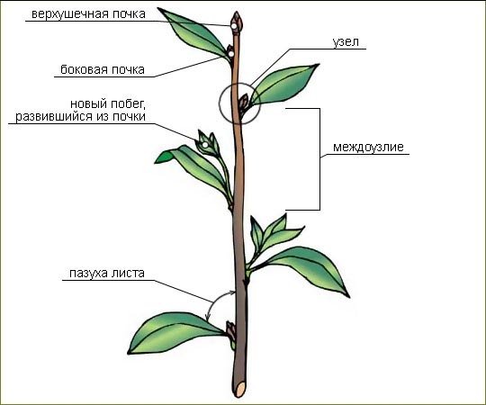 Внешнее строение стебля