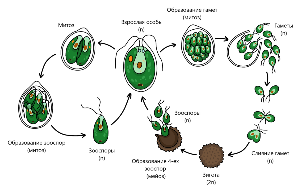 Размножение и жизненный цикл хламидомонады. Размножение хламидомонады схема. Бесполое размножение хламидомонады схема. Жизненный цикл хламидомонады бесполое.