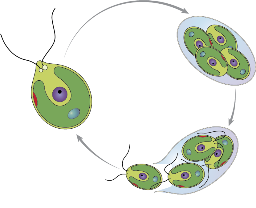 Развитие одноклеточных водорослей. Бесполое размножение хламидомонады. Жизненный цикл хламидомонады. Бесполый цикл хламидомонады. Размножение водорослей хламидомонада.
