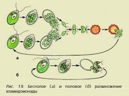 ЖЦ хламидомонады