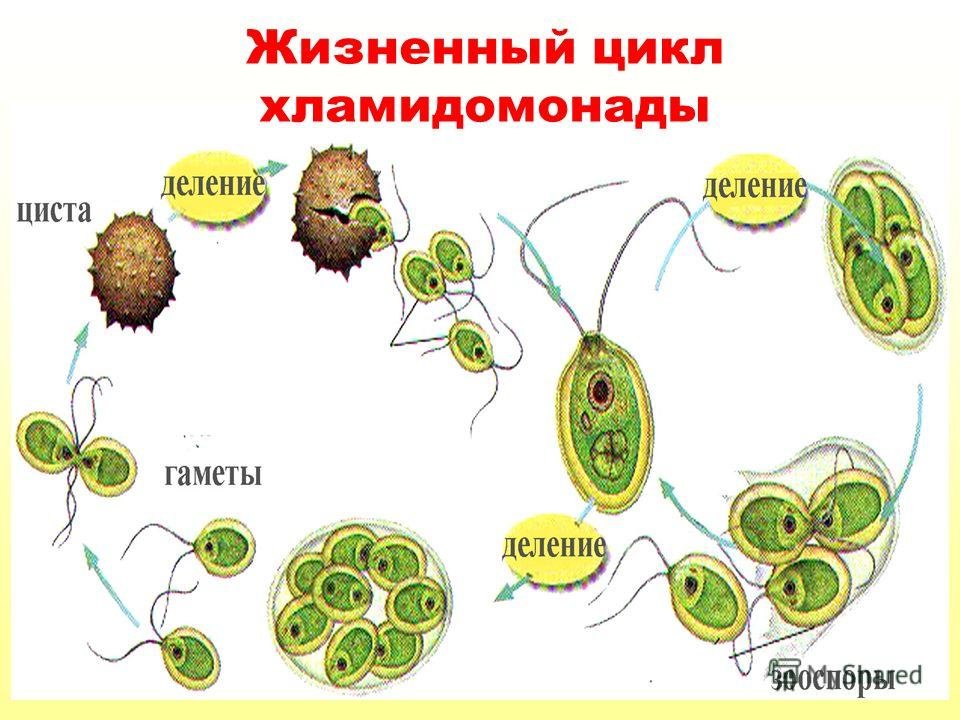 Размножение водоросли биология. Цикл развития развития хламидомонады. Цикл развития хламидомонады схема. Стадиями жизненного цикла хламидомонады. Хламида Монада цикл развития.