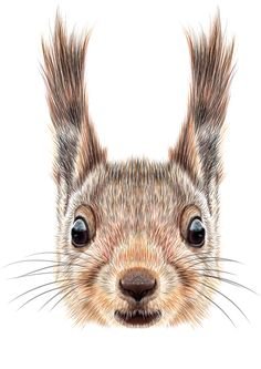 Раскраска Белочка