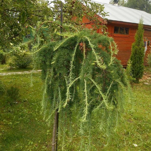 Лиственница это хвойное или лиственное дерево