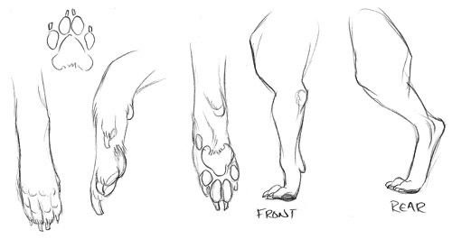 Лапы лисы сбоку референс