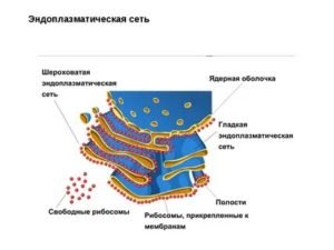 Строение эндоплазматической мембраны