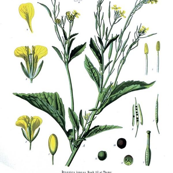 Полный расколбас горчица