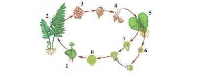 Спорообразование рисунок (50 фото)