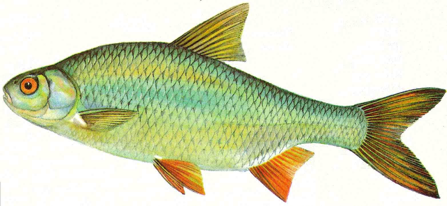 Картинка речные рыбы для детей. Речная рыба плотва. Rutilus rutilus. Речные рыбы для детей. Рыба плотва для детей.