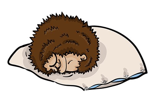 Спящий еж на белом фоне