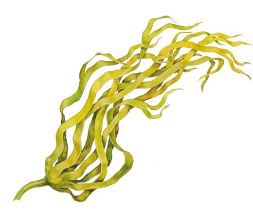 Слоевища ламинарии экстракт